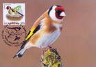 European Goldfinch (Carduelis Carduelis)