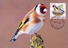 № 698 MC7 - European Goldfinch (Carduelis Carduelis)