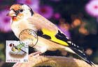 European Goldfinch (Carduelis Carduelis)