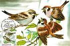 House Sparrow (Passer Domesticus)