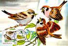 House Sparrow (Passer Domesticus)