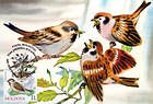 № 699 MC6 - House Sparrow (Passer Domesticus)