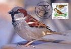 № 699 MC8 - House Sparrow (Passer Domesticus)
