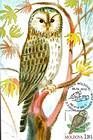 Ural Owl (Strix Uralensis Pallas)