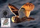 № 700 MC10 - Ural Owl (Strix Uralensis Pallas)