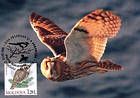 № 700 MC12 - Ural Owl (Strix Uralensis Pallas)