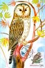 Ural Owl (Strix Uralensis Pallas)