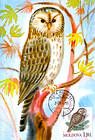Ural Owl (Strix Uralensis Pallas)