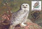 № 700 MC7 - Ural Owl (Strix Uralensis Pallas)