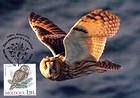 № 700 MC8 - Ural Owl (Strix Uralensis Pallas)