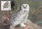 № 700 MC9 - Ural Owl (Strix Uralensis Pallas)