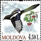 № 701 (4.50 Lei) Eurasian Magpie (Pica Pica)