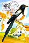 Eurasian Magpie (Pica Pica)