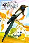 Eurasian Magpie (Pica Pica)