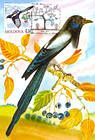 № 701 MC5 - Eurasian Magpie (Pica Pica)