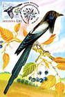 № 701 MC6 - Eurasian Magpie (Pica Pica)