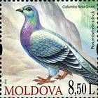 Rock Dove (Columba Livia)