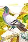 Rock Dove (Columba Livia)