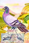 Rock Dove (Columba Livia)