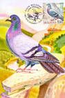 Rock Dove (Columba Livia)