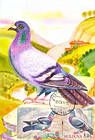 Rock Dove (Columba Livia)