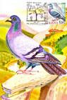 № 702 MC5 - Rock Dove (Columba Livia)