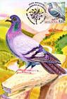 № 702 MC6 - Rock Dove (Columba Livia)