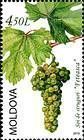 The «Feteasca» Grape Variety