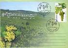 Grapes and a Vineyard