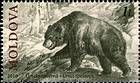 Cave Bear