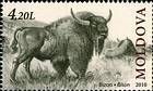 Bison