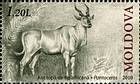 African Antelope (Pontoceros Ambiguus)