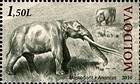 Anancus