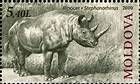 Rhinoceros (Stephanorhinus)
