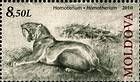 Sabre-Toothed Cat (Homotherium)