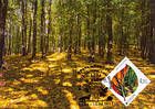 № 749 MC6 - Forest