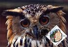 № 750 MC10 - Owl
