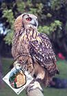 № 750 MC8 - Owl