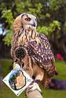 № 750 MC9 - Owl