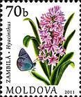 № 751 (0.70 Lei) Hyacinth