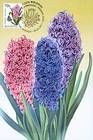 № 751 MC1 - Flowers 2011