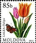 Tulip