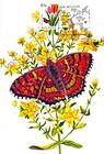 № 752 MC4 - Butterfly and Flowers