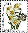 № 753 (1.20 Lei) Narcissus