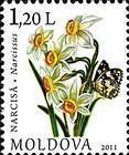 Narcissus