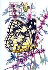 № 753 MC3 - Butterfly and Flowers