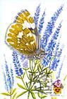 № 754 MC4 - Butterfly and Flowers