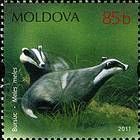 European Badger (Meles meles)