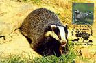 № 759 MC1 - European Badger (Meles meles)