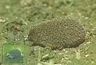 European Hedgehog (Erinaceus europaeus)
